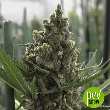 Cookies USA - Pyramid Seeds