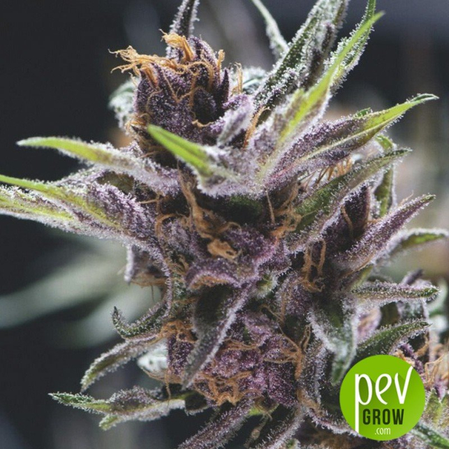 Black Cherry Punch Pyramid Seeds