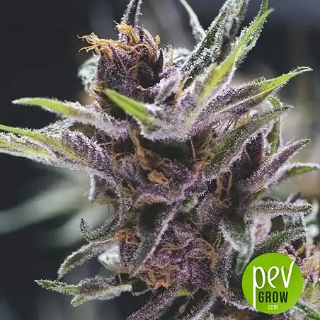 Black Cherry Punch - Pyramid Seeds