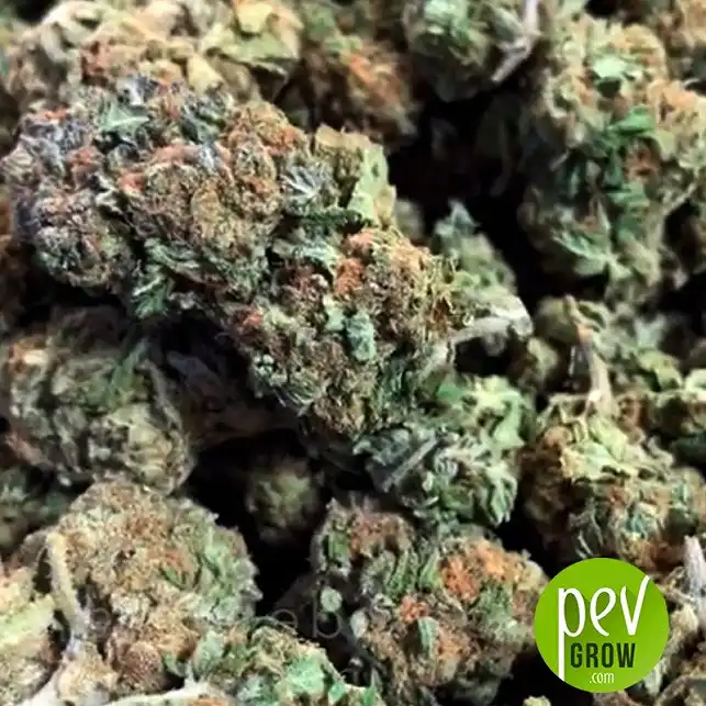 Black Cherry Punch buds - Pyramid Seeds