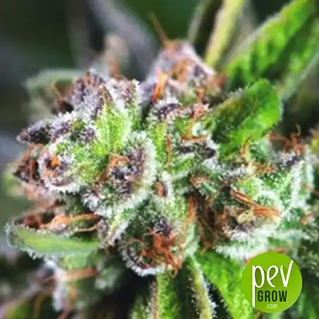 Watermelon Zkittlez - Pyramid Seeds