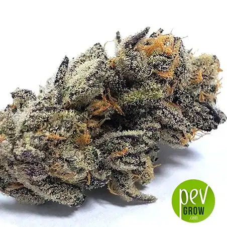 Watermelon Zkittlez bourgeon - Pyramid Seeds