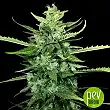 Auto Kong #4 - Paradise Seeds