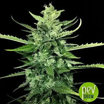 Auto Kong #4 - Paradise Seeds