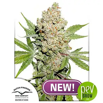 Auto Lemon Kix - Dutch Passion 1