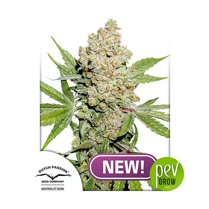 Auto Lemon Kix - Dutch Passion 1