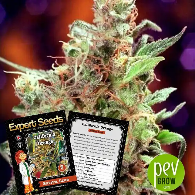California Orange - Expert Seeds California Orange - Expert Seeds
