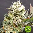 Zkittlez Glue - Expert Seeds