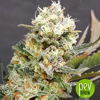 Zkittlez Glue - Expert Seeds