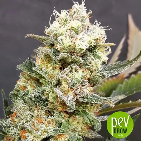 Zkittlez Glue - Expert Seeds