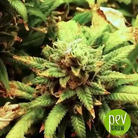 Zkittlez Glue planta - Expert Seeds