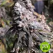 Diesel Glue - Kannabia