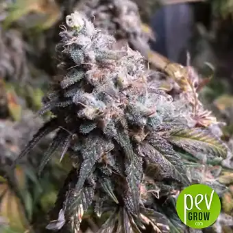 Diesel Glue - Kannabia