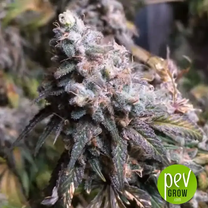 Diesel Glue - Kannabia