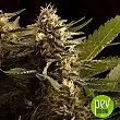 Colombian Jack plant - Kannabia