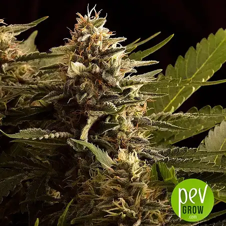 Colombian Jack plant - Kannabia