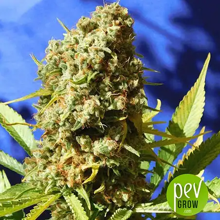 Bruce Banner #3 Fast - Original Sensible Seeds