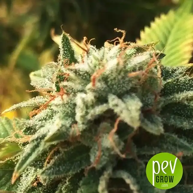 Bruce Banner #3 Fast flower - Original Sensible Seeds