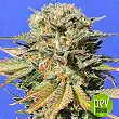 Dr Bruce Banner CBD - Original Sensible Seeds