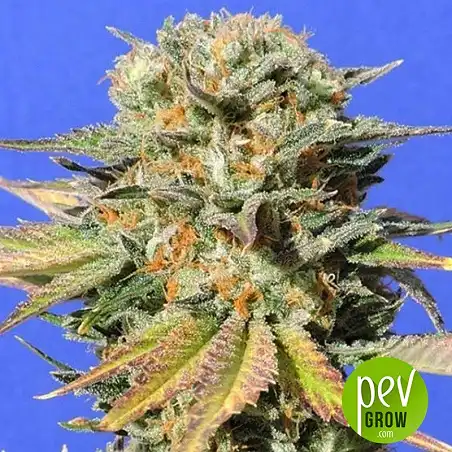 Dr Bruce Banner CBD - Original Sensible Seeds