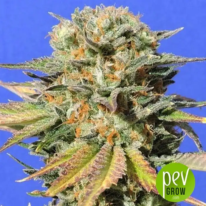 Dr Bruce Banner CBD - Original Sensible Seeds