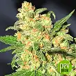 Dr Bruce Banner CBD plante - Original Sensible Seeds