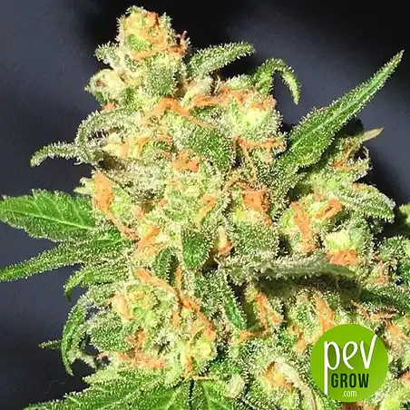 Dr Bruce Banner CBD plante - Original Sensible Seeds