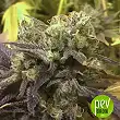 Purple Punch Cookies - Original Sensible Seeds