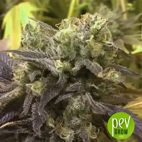 Purple Punch Cookies - Original Sensible Seeds