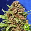 Purple Punch Cookies plante - Original Sensible Seeds