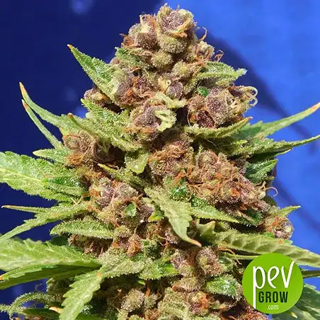 Purple Punch Cookies plant - Original Sensible Seeds