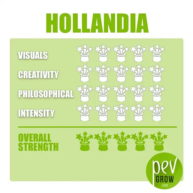 Trufas Mágicas Hollandia - Ficha técnica