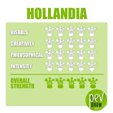 Magic Truffles Hollandia - Data Sheet