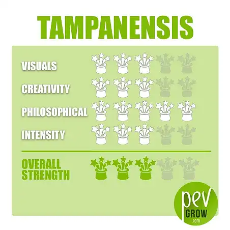 Magic Truffles Tampanensis - Data Sheet