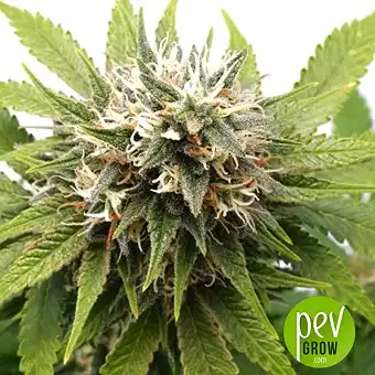 Silver Widow - Kannabia