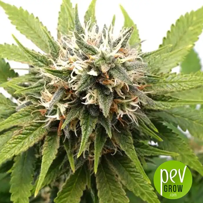 Silver Widow - Kannabia