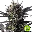 Lemon Haze Auto - Kannabia