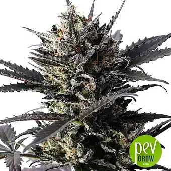 Lemon Haze Auto - Kannabia