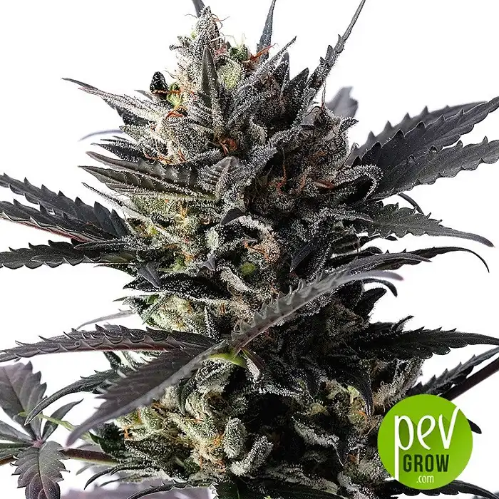 Lemon Haze Auto - Kannabia