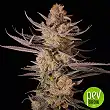 CBD Rich Candy - Philosopher Seeds CBD Rich Candy - Philosopher Seeds
