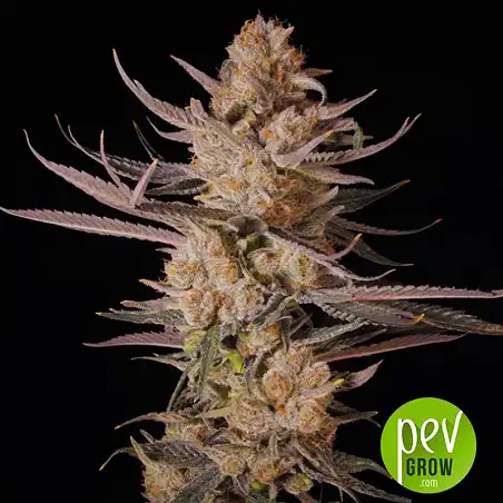 CBD Rich Candy - Philosopher Seeds