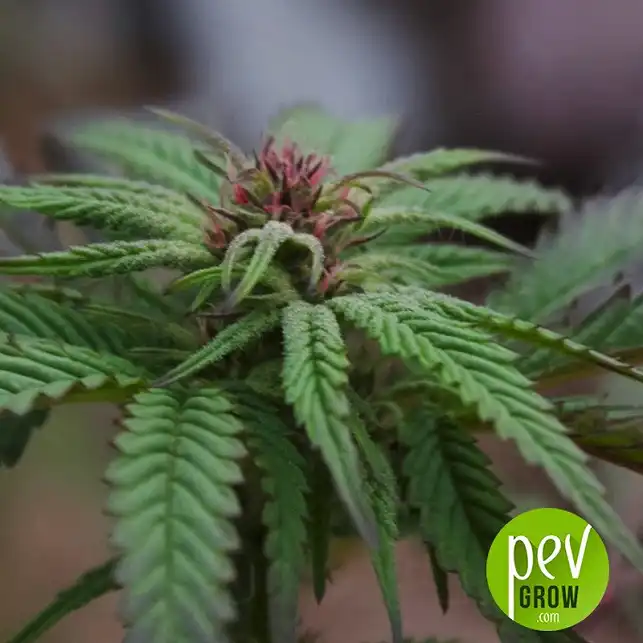 CBD Rich Candy planta - Philosopher Seeds