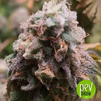 Pure CBD Punch - Philosopher Seeds