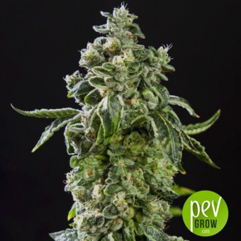 Blue Sherbet x Do-Si-Dos