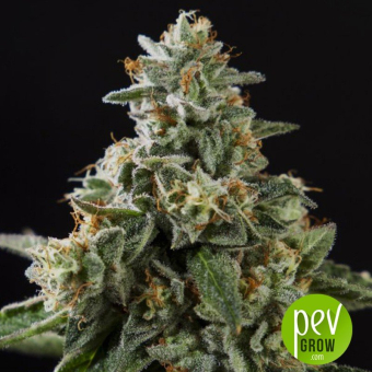 Corleone Kush x Do-Si-Dos