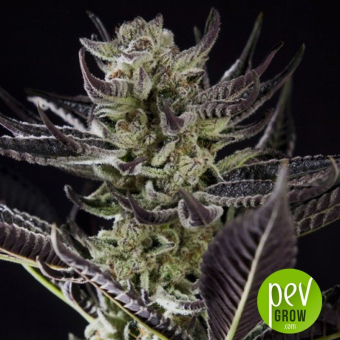 Purple Punch x Do-Si-Dos