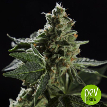 San Fernando valley OG x Do-si-dos - Philosopher Seeds