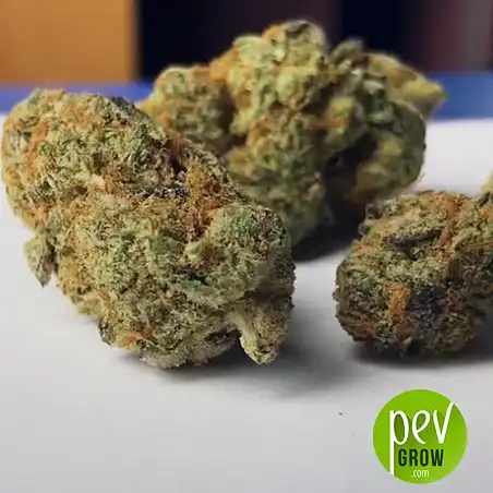 Cookies and Cream - Seed Stockers