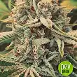 Cookies and Cream planta - Seed Stockers Cookies and Cream planta - Seed Stockers