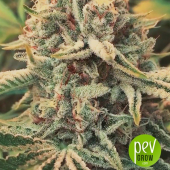 Cookies and Cream planta - Seed Stockers